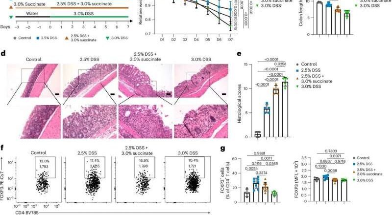 Cómo un metabolito común empeora la enfermedad inflamatoria intestinal
