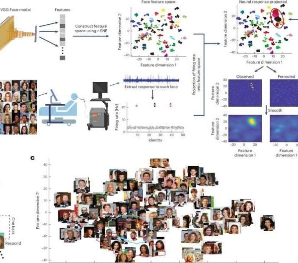 Un estudio descubre que las neuronas individuales de la amígdala y el hipocampo codifican características visuales que ayudan a reconocer rostros.