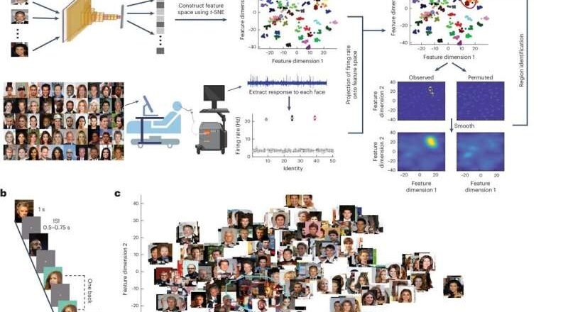 Un estudio descubre que las neuronas individuales de la amígdala y el hipocampo codifican características visuales que ayudan a reconocer rostros.