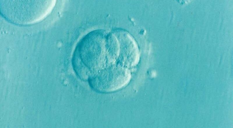 Ocho bebés nacieron tras un tratamiento de donación de mitocondrias para reducir la transmisión de enfermedades del ADN mitocondrial