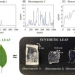 Las piedras microscópicas de las plantas pueden causar daños permanentes al esmalte dental.