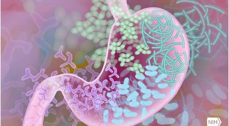 La falta de bacterias beneficiosas en los intestinos de los bebés está relacionada con el aumento de casos de asma y alergias.