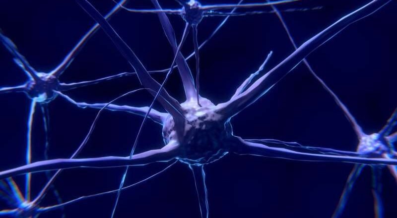 Las neuronas queman el azúcar de forma diferente: un descubrimiento ofrece una nueva esperanza para combatir la neurodegeneración