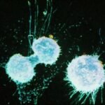 Un enfoque de medicina de precisión identifica un tratamiento prometedor para el cáncer de ovario