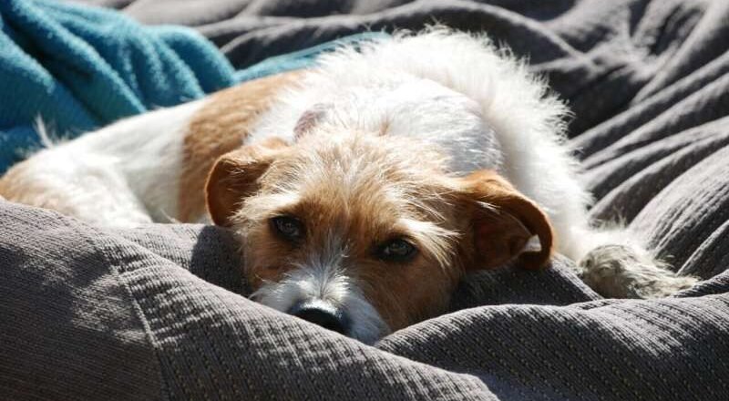 Un estudio sobre la tenencia de mascotas durante la pandemia no encuentra un impacto duradero en el bienestar humano