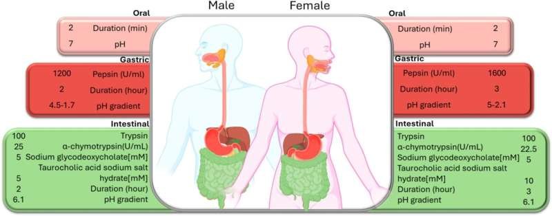 Los científicos proponen una nueva frontera en la ciencia de los alimentos: adaptar las dietas en función de la eficiencia digestiva según el género.
