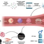 Los científicos descubren el vínculo entre el estrógeno y la salud cardíaca en las mujeres