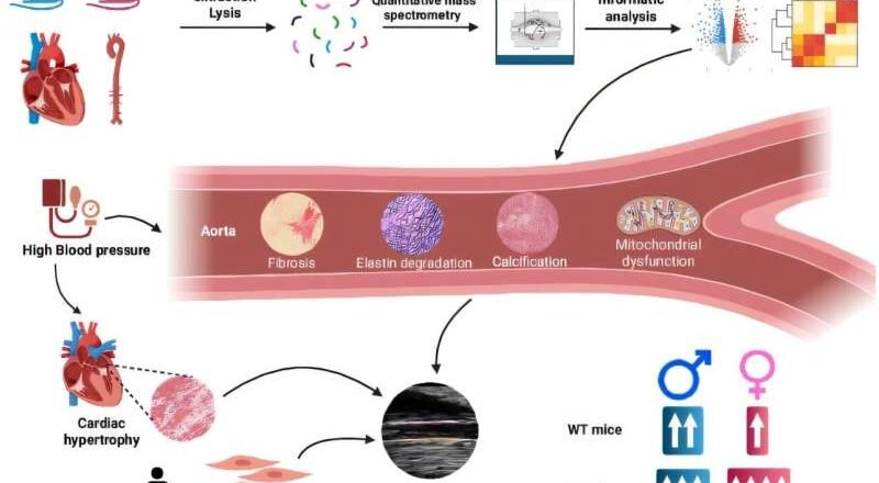 Los científicos descubren el vínculo entre el estrógeno y la salud cardíaca en las mujeres