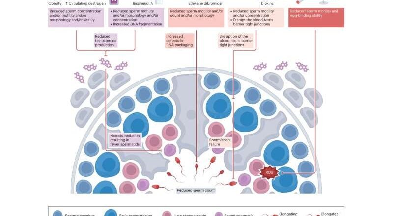 Un estudio sugiere que la calidad del semen podría indicar problemas de salud más amplios para los hombres.