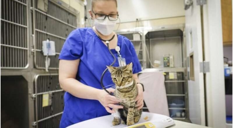Lo que una enfermedad en gatos puede enseñarnos sobre la COVID prolongada