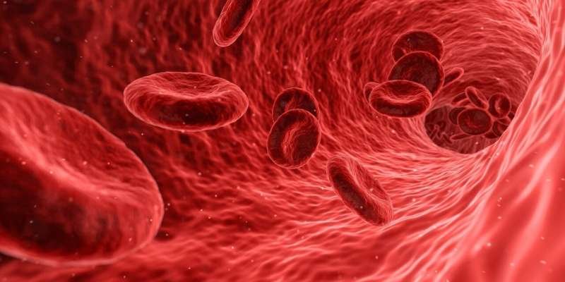 Un estudio revela que el flujo sanguíneo restringido acelera el crecimiento de tumores al envejecer el sistema inmunológico