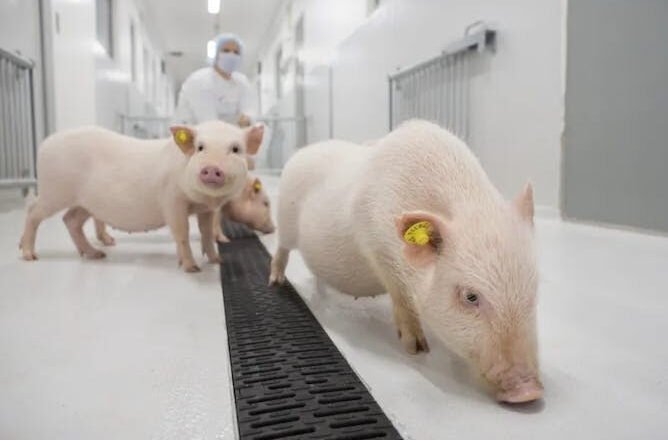 Un pulmón de cerdo trasplantado a un humano se suma a corazones, riñones e hígados en el avance de los xenotrasplantes