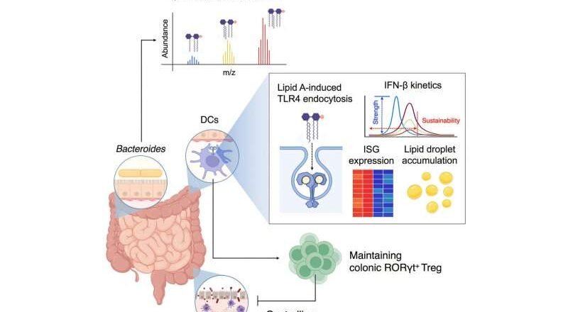 Cómo los cambios bacterianos sutiles mantienen a raya la inflamación intestinal