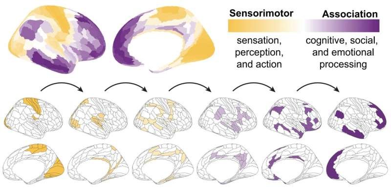 Más que una simple estación de relevo: el tálamo puede guiar el ritmo del desarrollo y la plasticidad del cerebro