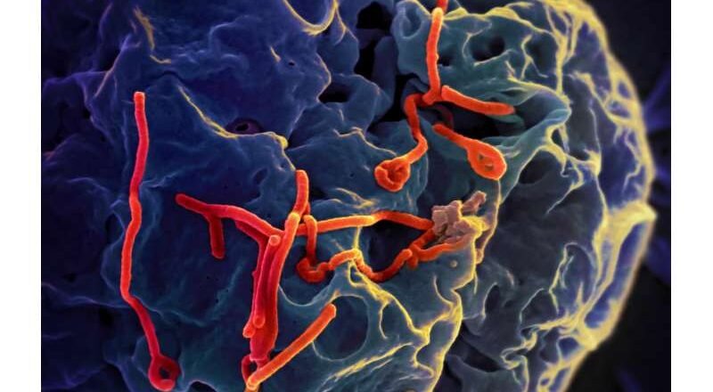 Apuntar a los glicanos de la envoltura viral ofrece un camino prometedor hacia el primer antiviral de amplio espectro del mundo
