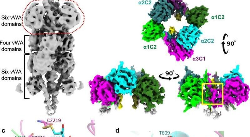 Los científicos arrojan luz sobre la causa raíz del subtipo de distrofia muscular