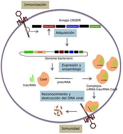 Edición genética con CRISPR para tratar enfermedades raras: promesas y límites