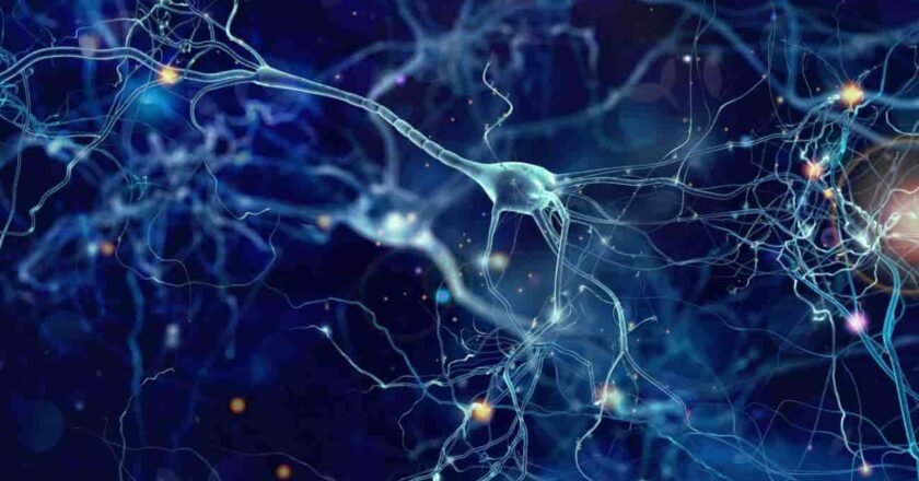 Revelan cómo el cerebro organiza y dirige su actividad más lenta