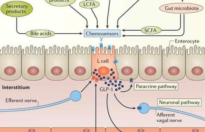 ICFEp: nuevas terapias con GLP-1 y SGLT2 cambian el horizonte de una condición sin opciones ❤️💉