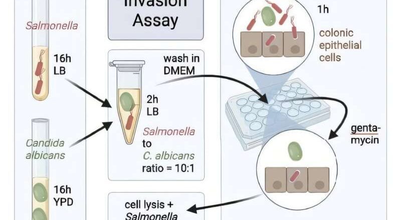 Una asociación patológica entre Salmonella y levadura en el intestino