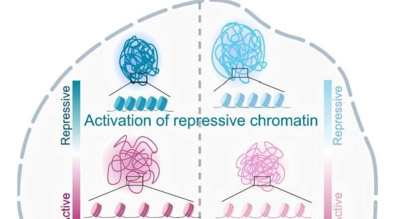 El Alzheimer erosiona el control de la expresión genética por parte de las células cerebrales, socavando la función y la cognición.