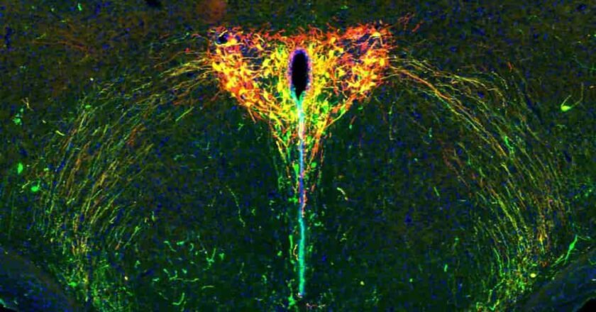 El cerebro en desarrollo y las huellas de la separación entre madres e hijos: la ciencia del apego temprano