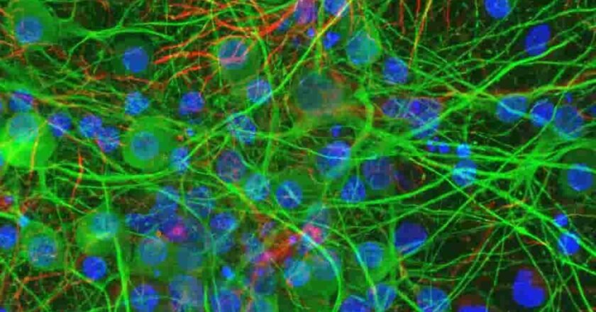 Científicos descubren que bacterias intestinales se comunican directamente con neuronas y abren una nueva era en terapias cerebrales