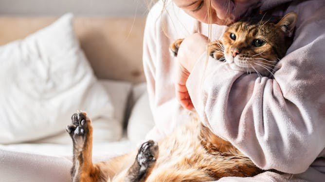 Así impacta en nuestro cerebro tener un gato como mascota