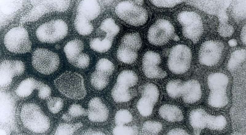 Un nuevo cóctel de anticuerpos se muestra prometedor para tratar múltiples cepas de gripe
