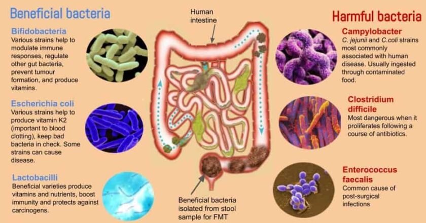 El microbioma intestinal y su relación con la salud mental: lo que revela la ciencia
