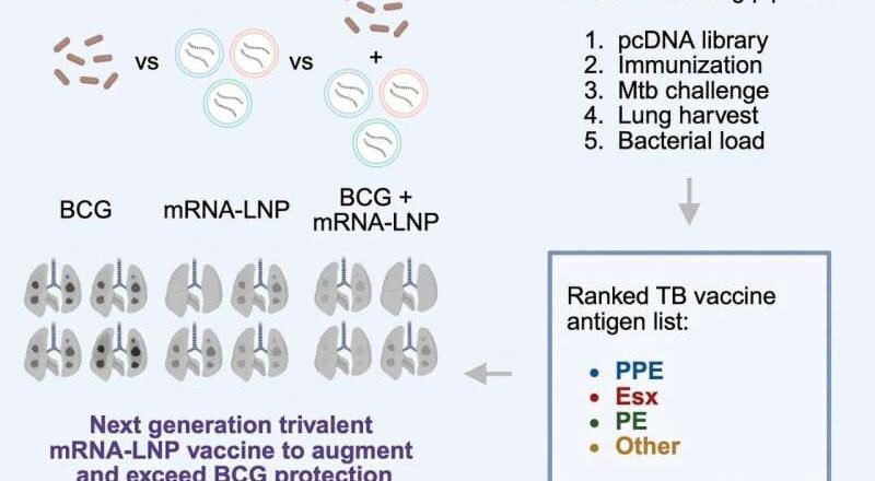 Los investigadores allanan el camino para la vacuna contra la tuberculosis de próxima generación
