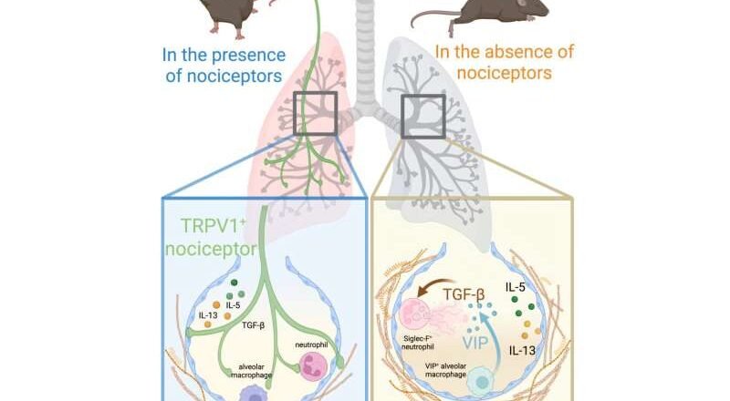 Las células nerviosas que detectan el dolor podrían proporcionar una nueva forma de controlar la cicatrización pulmonar