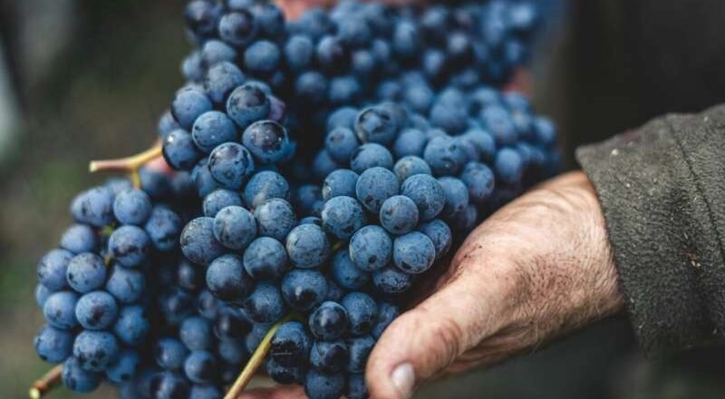Los hallazgos indican que la exposición al calor y a sustancias tóxicas podría dañar los riñones de los trabajadores agrícolas