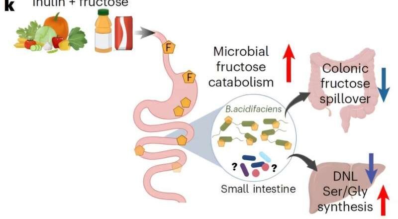 Entender cómo la fibra dietética mejora la salud metabólica