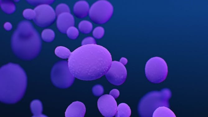 ‘Candidozyma auris’, el peligroso patógeno que surgió del cambio climático