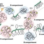 La ausencia de una proteína clave altera el ADN del esperma, revelando una posible causa de infertilidad masculina