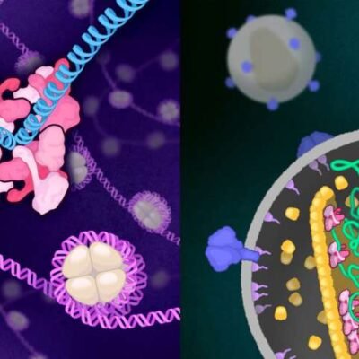 La proteína del VIH que cambia de forma revela pistas para un diseño de fármacos más inteligente