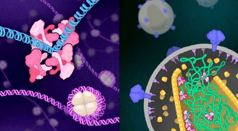 La proteína del VIH que cambia de forma revela pistas para un diseño de fármacos más inteligente