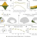 Los hombres experimentan más atrofia cerebral con la edad a pesar del mayor riesgo de Alzheimer en las mujeres