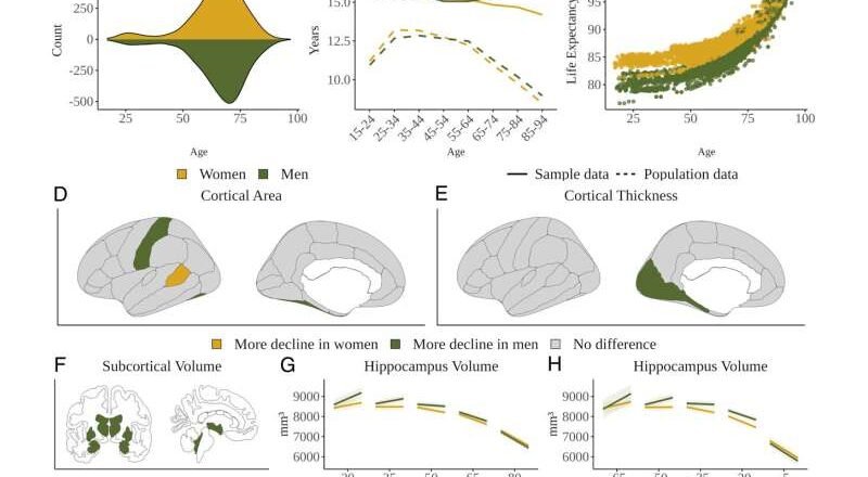 Los hombres experimentan más atrofia cerebral con la edad a pesar del mayor riesgo de Alzheimer en las mujeres