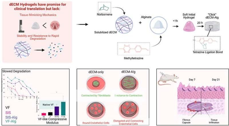 Un nuevo gel inyectable se muestra prometedor como tratamiento para la pérdida de voz