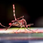 Estudio de 86 brotes de chikungunya revela imprevisibilidad en tamaño y gravedad
