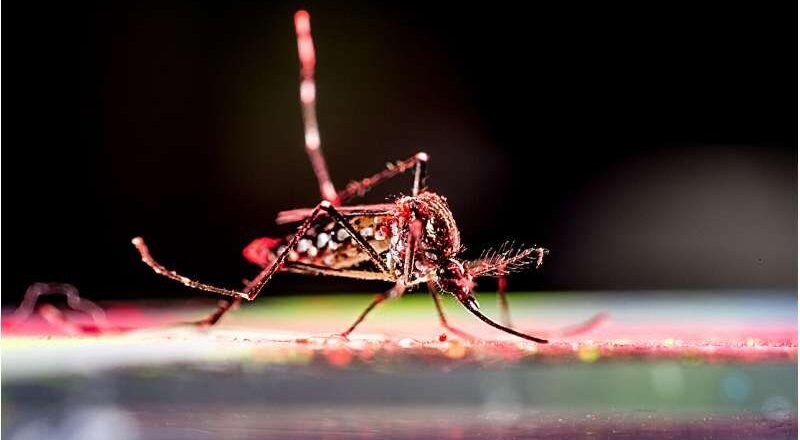 Estudio de 86 brotes de chikungunya revela imprevisibilidad en tamaño y gravedad