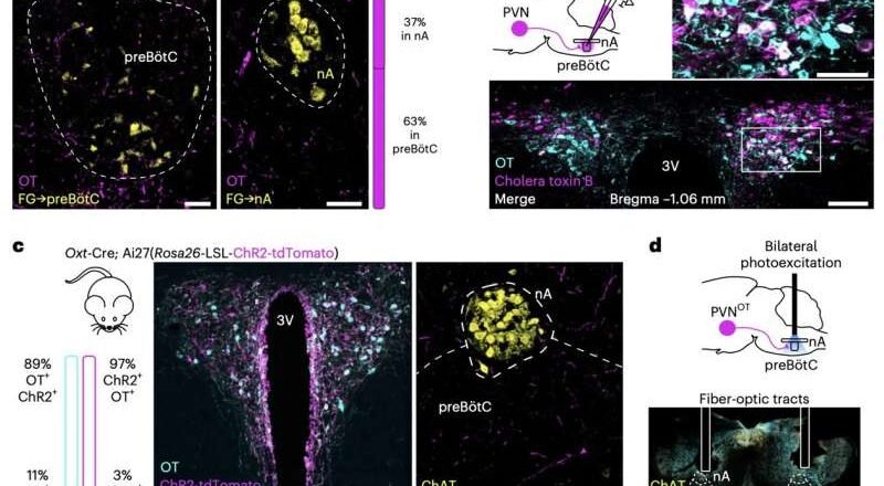 La oxitocina ayuda a sincronizar el latido del corazón y la respiración, según sugiere una vía neuronal recientemente descubierta.