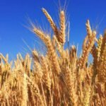 Un estudio revela que la sensibilidad al gluten está vinculada a la interacción intestino-cerebro, no al gluten en sí.