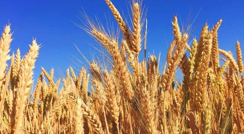 Un estudio revela que la sensibilidad al gluten está vinculada a la interacción intestino-cerebro, no al gluten en sí.