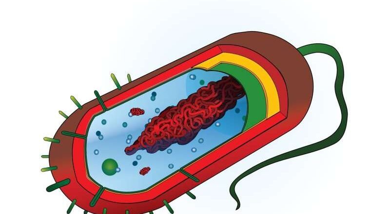 Científicos franceses exploran el potencial del ARN mensajero para tratar un cáncer especialmente agresivo