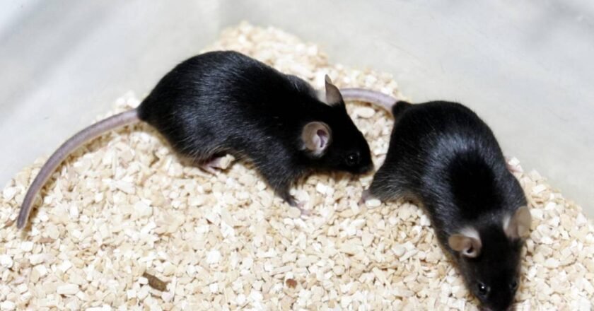 Los virus de la gripe aviar resisten la fiebre y desafían la principal defensa del cuerpo humano