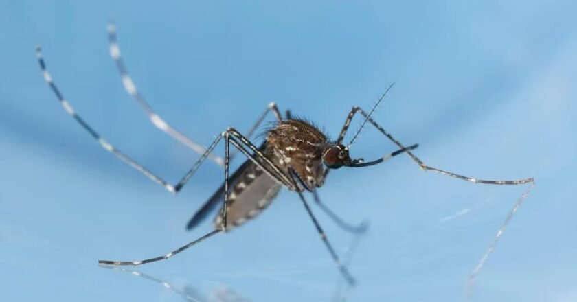 Detectaron el primer caso autóctono del virus Usutu en España: qué es y cómo se contagia