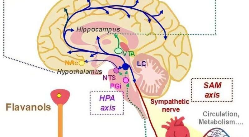 Astringente, mente más aguda: Los flavonoles pueden activar la actividad cerebral para la memoria y la respuesta al estrés.